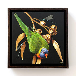 Lorikeet on Silver Princess Gum | Canvas 20x20cm
