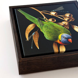 Lorikeet on Silver Princess Gum | Canvas 20x20cm