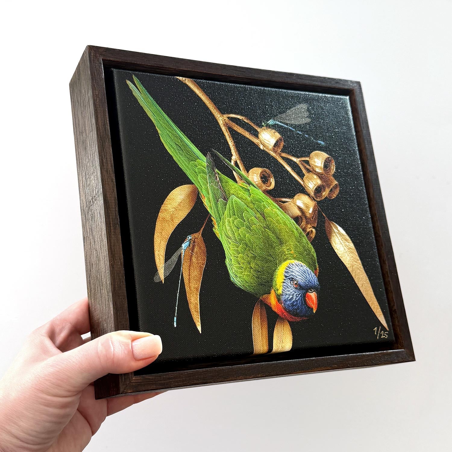 Lorikeet on Silver Princess Gum | Canvas 20x20cm