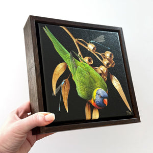 Lorikeet on Silver Princess Gum | Canvas 20x20cm