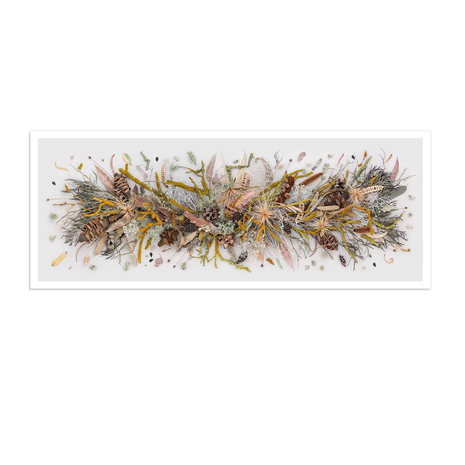 Lichen and Moss | Panorama