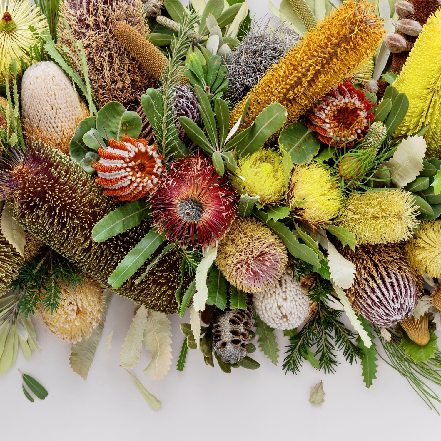 Banksias Mix Pano Petite #2 of 25