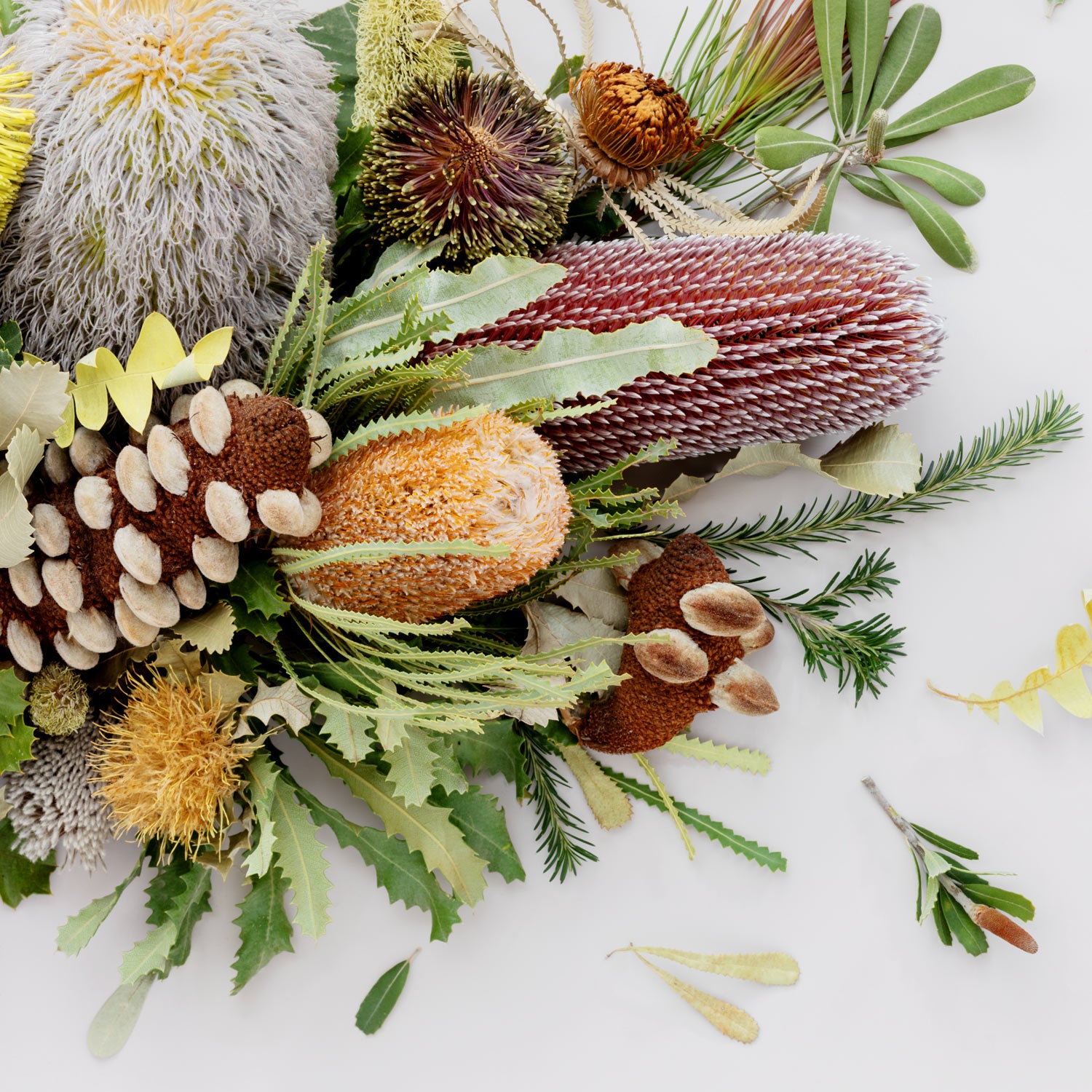 Banksias Mix Pano #22 of 25 | Large Vic Ash Frame