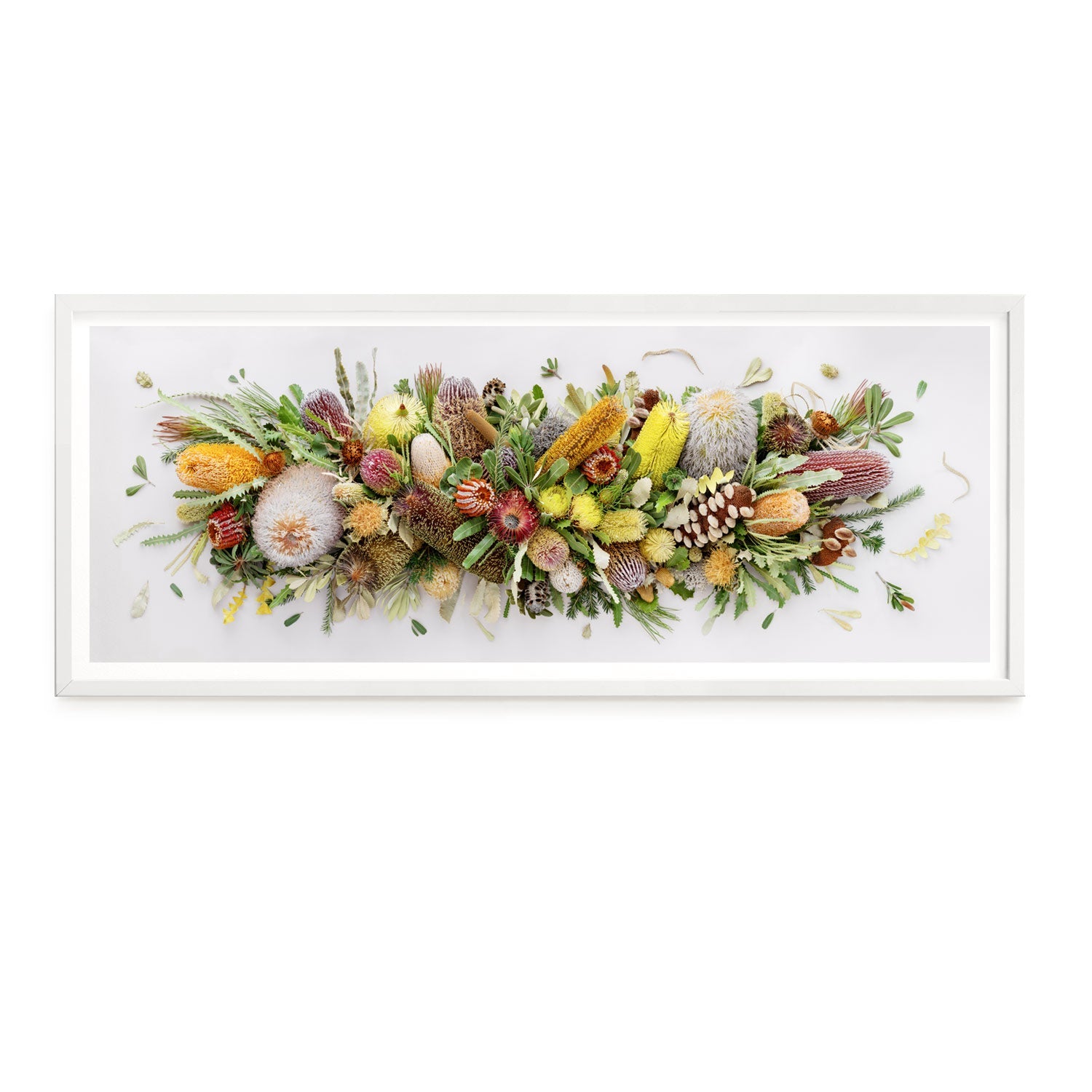 Banksias Mix Pano Petite #2 of 25