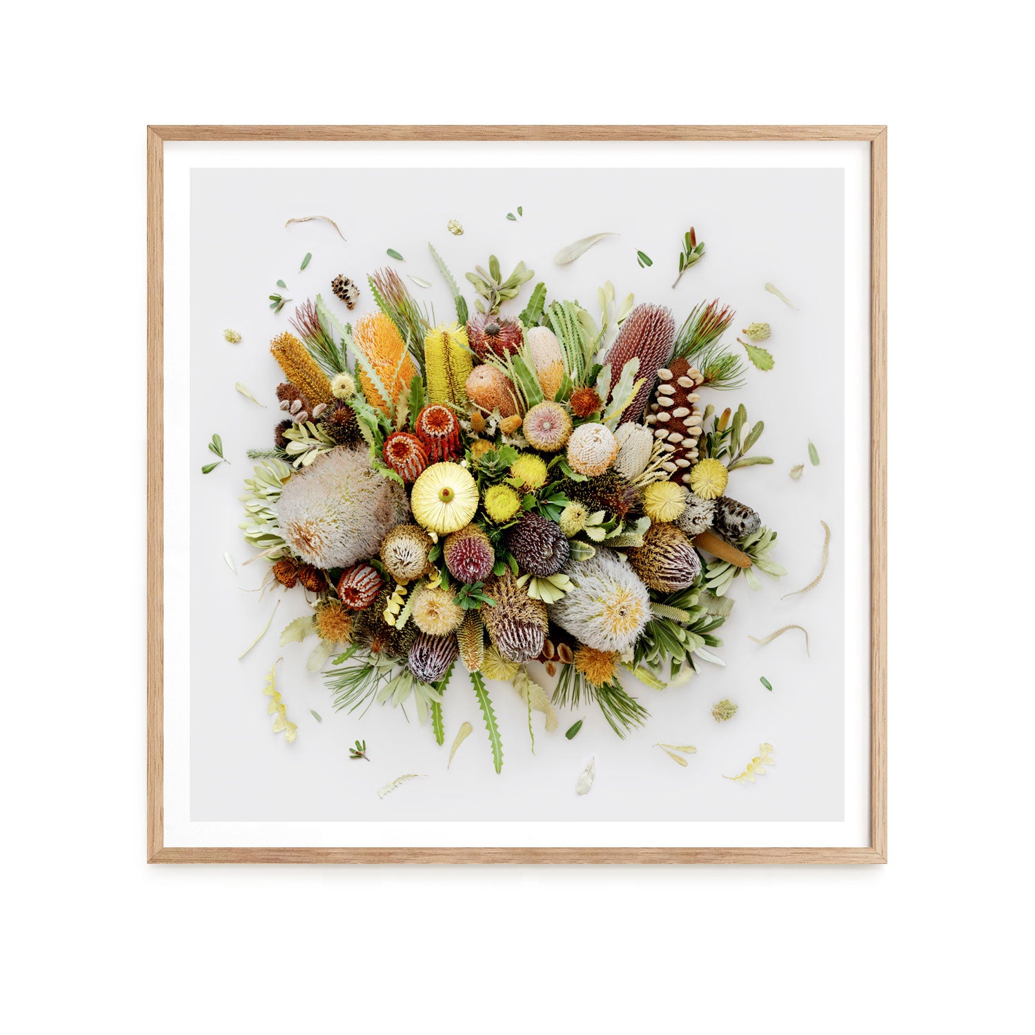 Banksias on White - Square