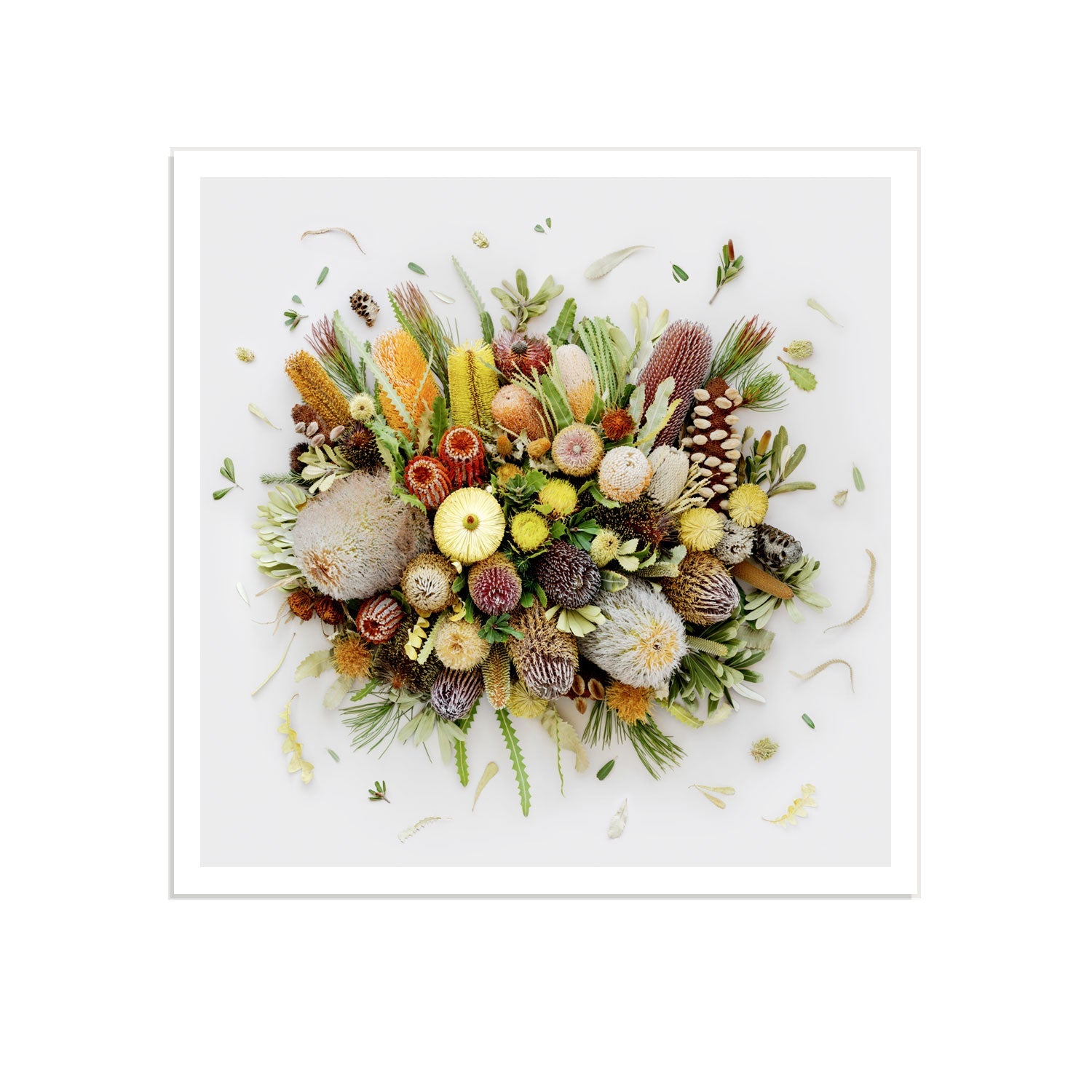 Banksias on White  #11 of 25 | 60 x 60 cm Unframed