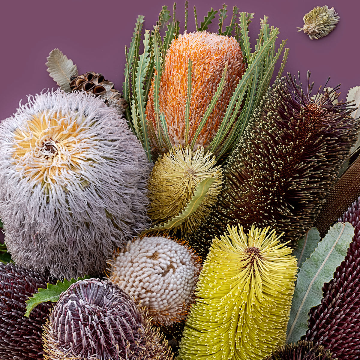 Banksias On Purple