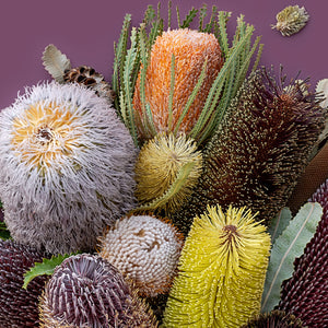 Banksias On Purple