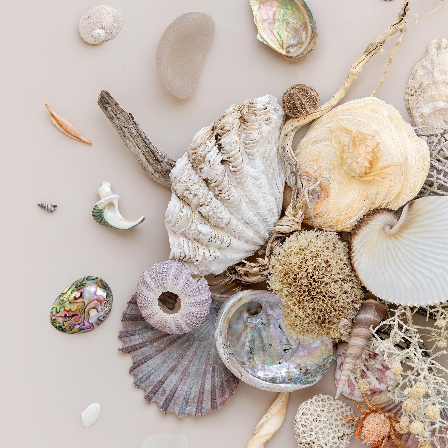 Beach Finds 01 - Light