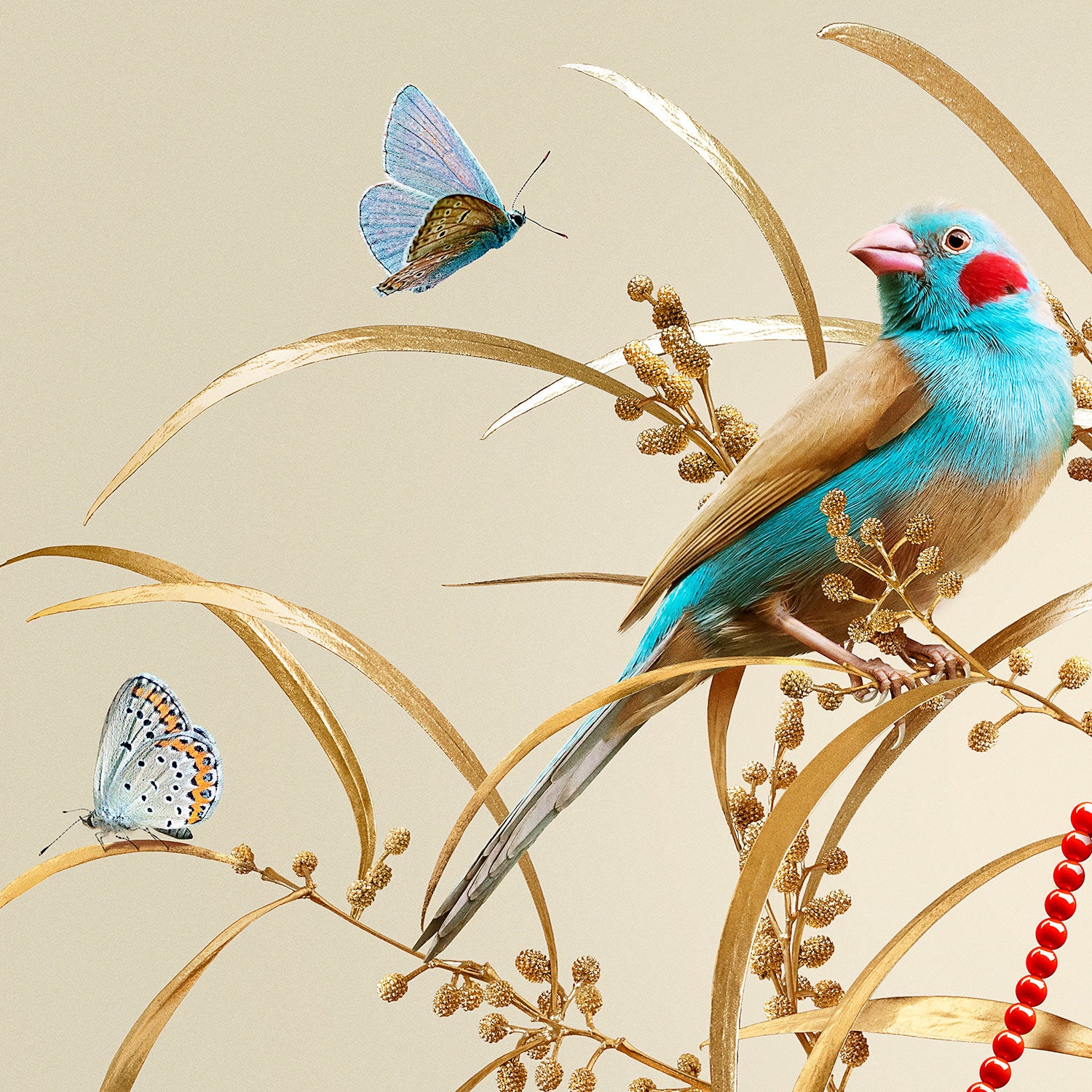 Cordon Bleu Finches on Gold #10 of 25 | 42x42cm White Frame