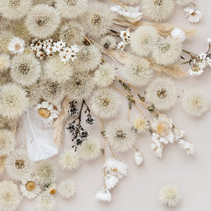 Dandelion Feather Pano