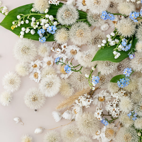 Dandelion Spring Mix #3 of 25 | White Frame - Eclectic Botanica