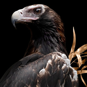 Wedge-tailed Eagles | A2 size