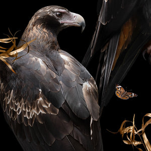 Wedge-tailed Eagles | A2 size