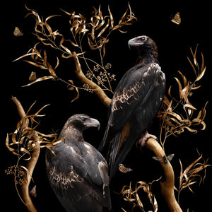 Wedge-tailed Eagles | A2 size