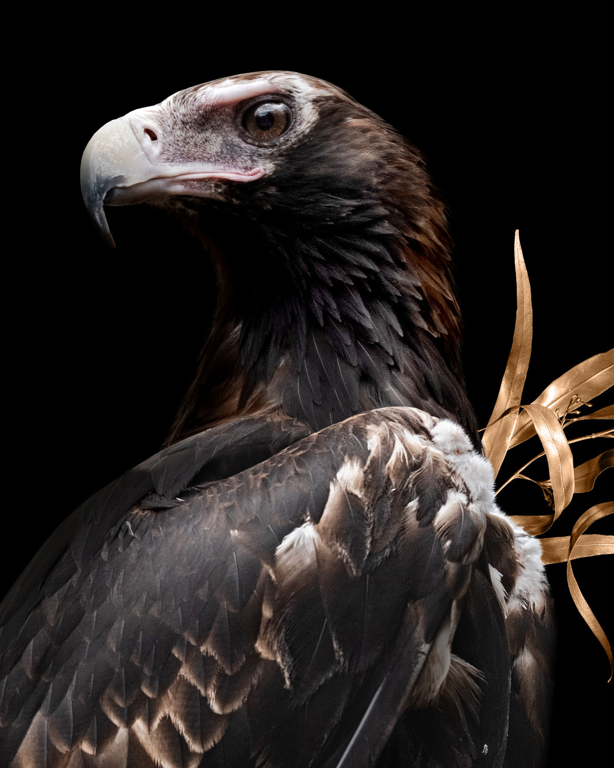 Wedge-tailed Eagles