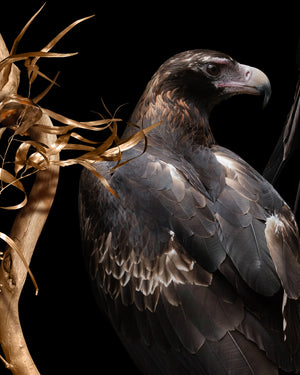 Wedge-tailed Eagles