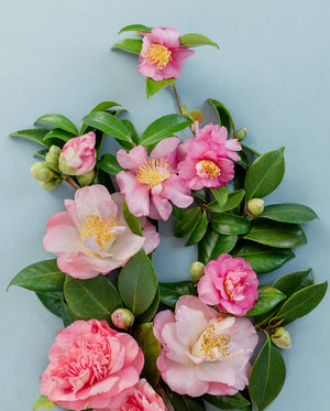 Pink Camelias #2 of 25 | A2 in White