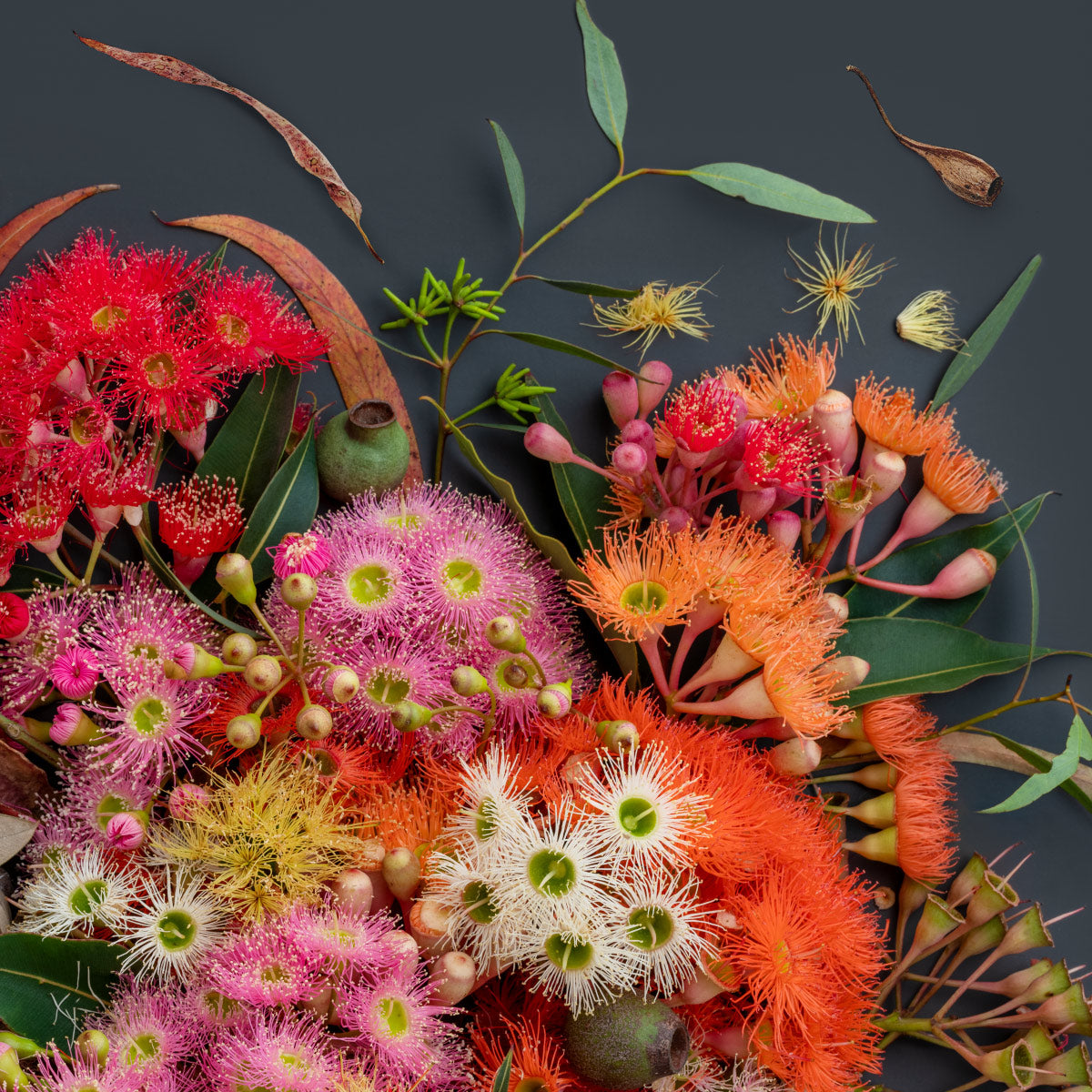 Eucalyptus Symphony Dark #5 of 25