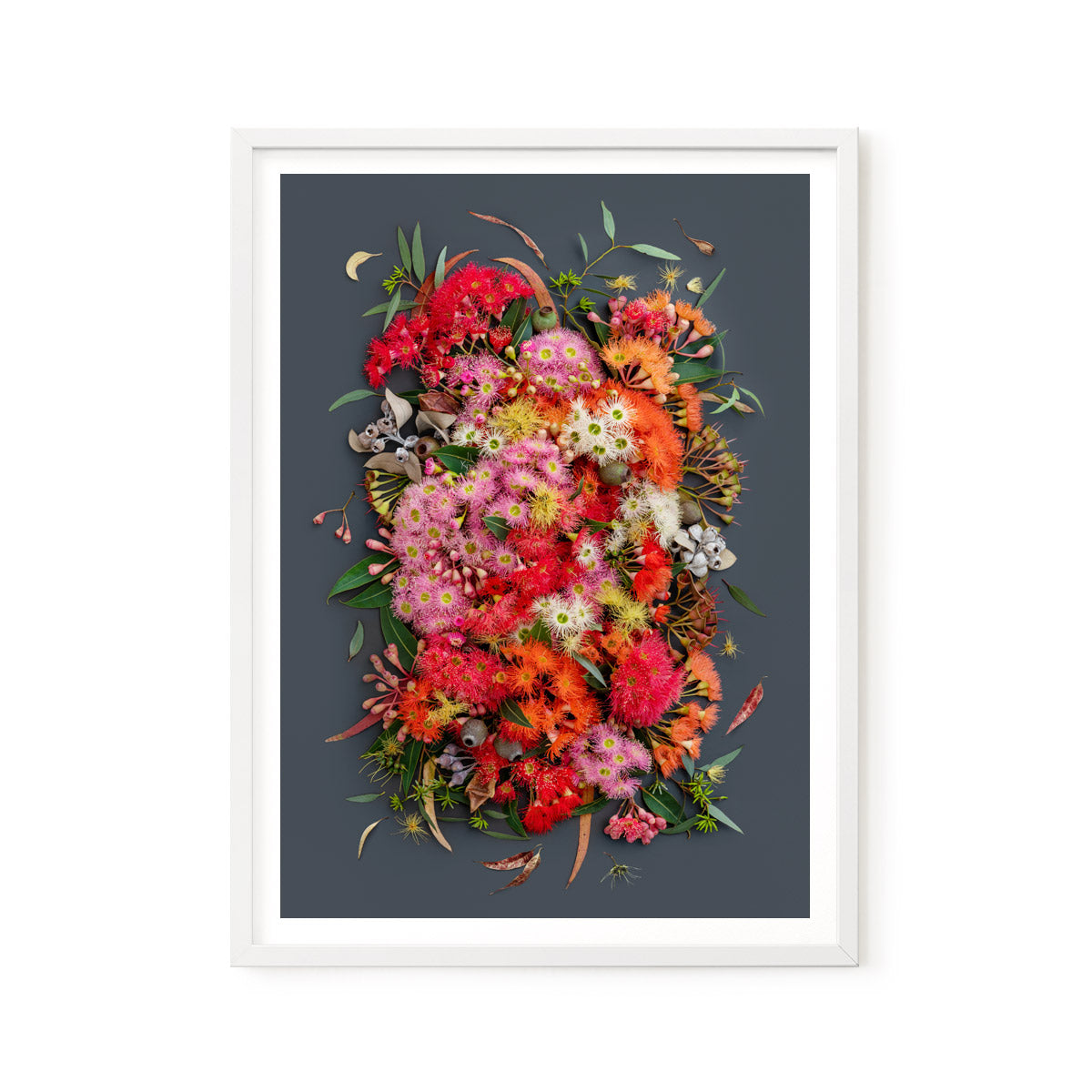 Eucalyptus Symphony Dark | A2 in Tassie Oak / White