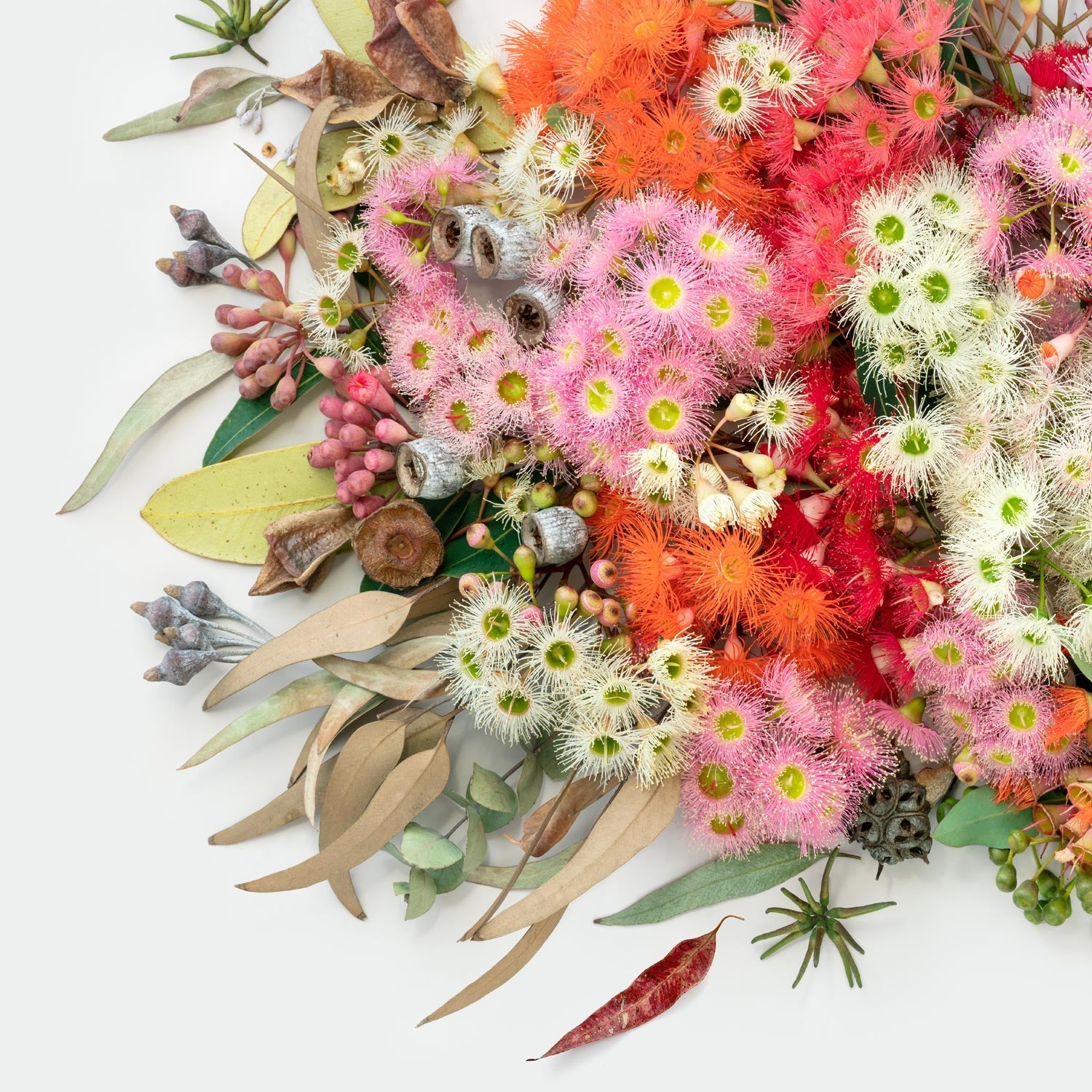 Eucalyptus Symphony - Extra Small