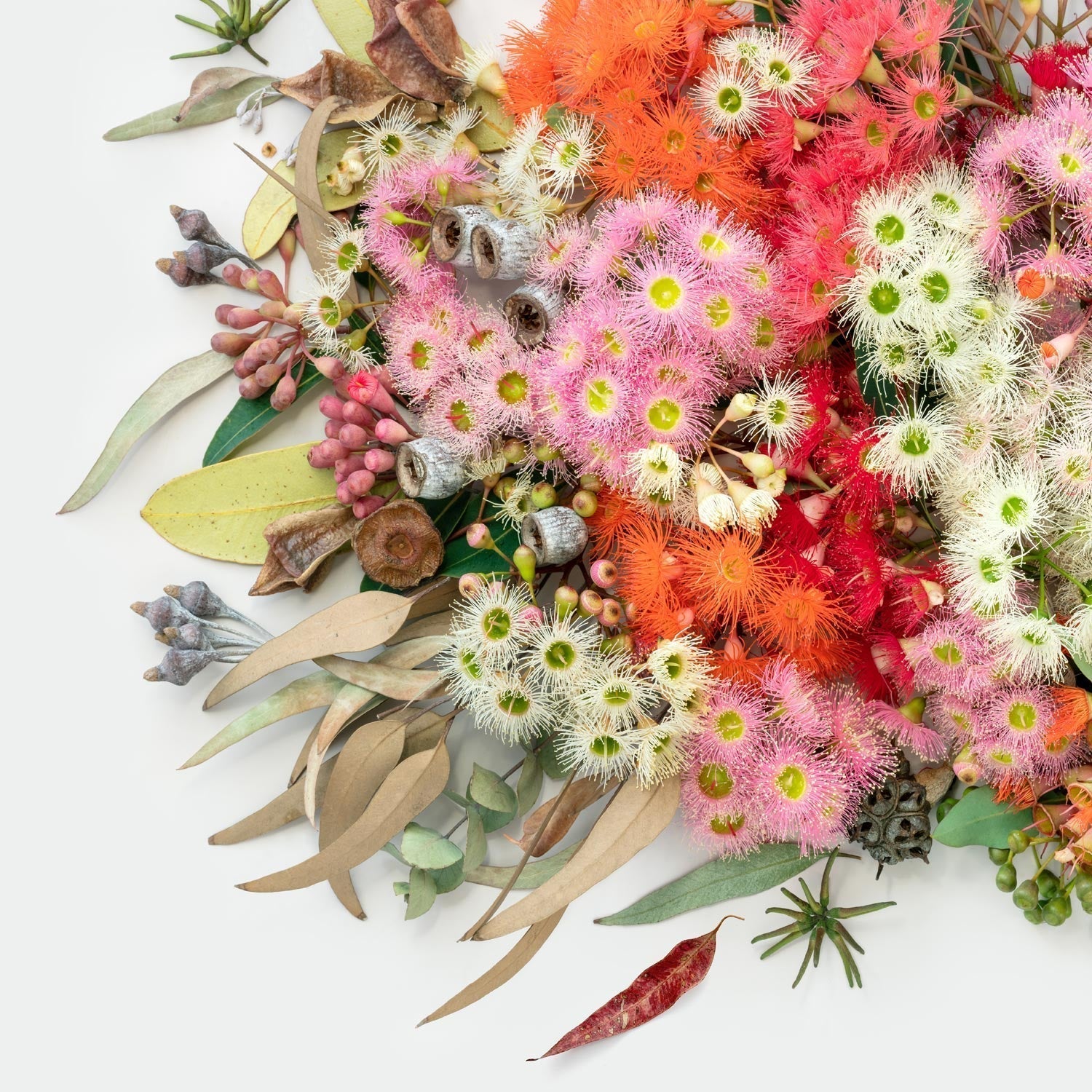 Eucalyptus Symphony #8 of 25  Large | White Frame