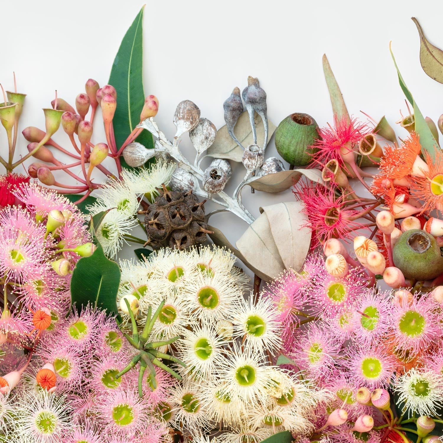 Eucalyptus Symphony Pano #21 of 25