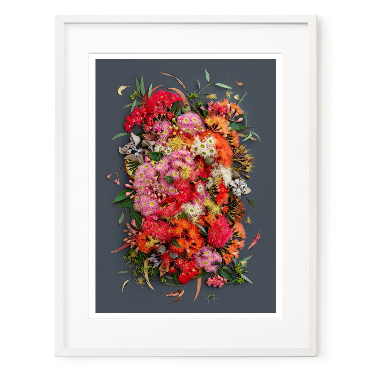 Eucalyptus Symphony Dark - #5 of 25