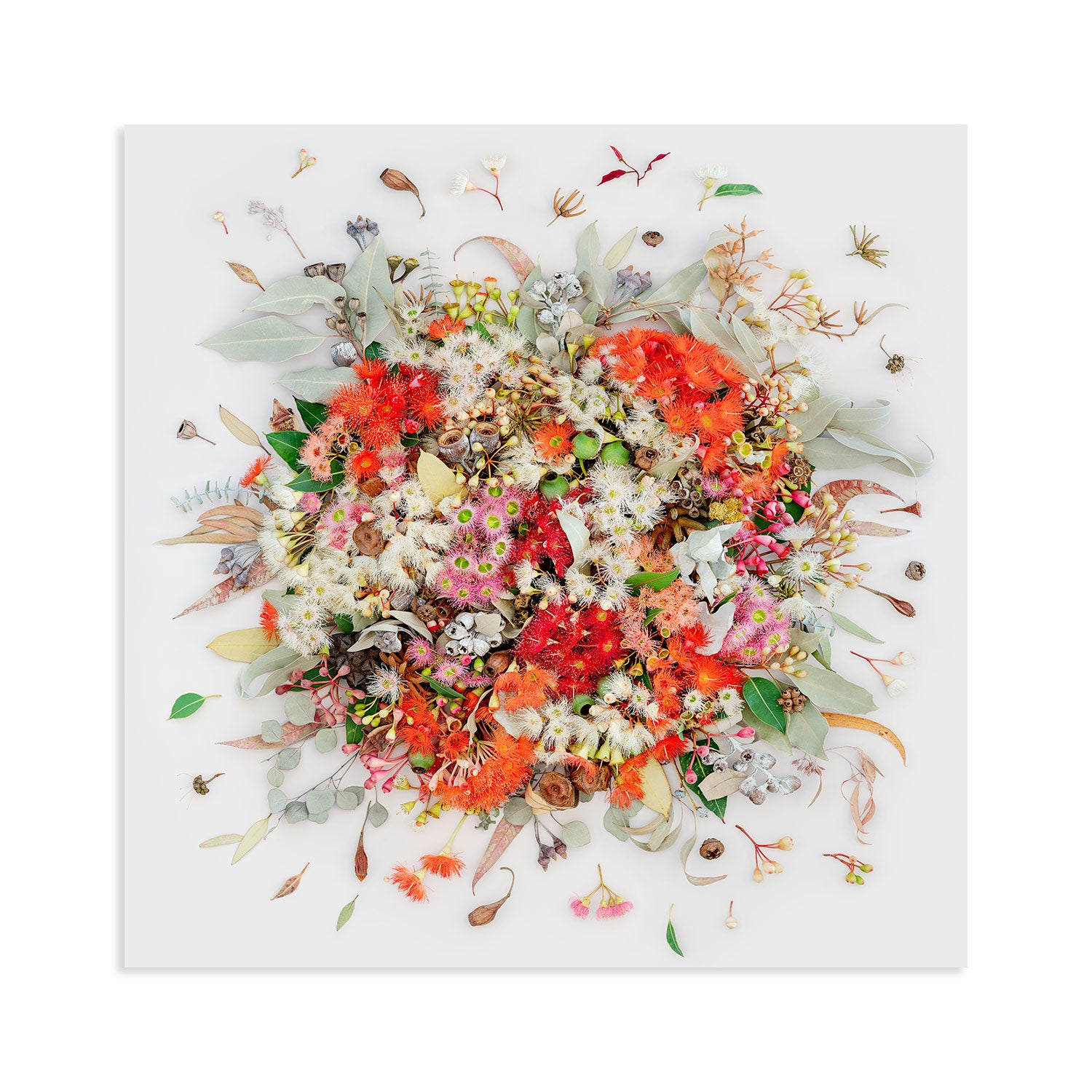 Eucalyptus on White - High-end Acrylic face mounting