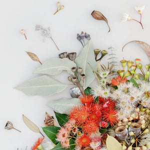 Eucalyptus on White - Square