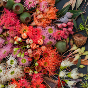 Eucalyptuses On Dark | Pano