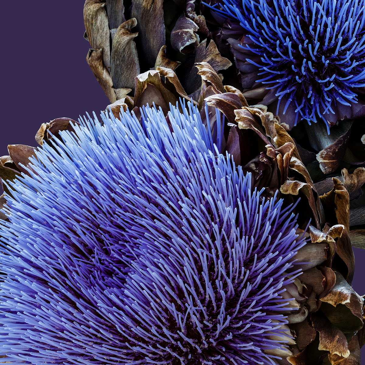 French Artichoke | #21 of 25