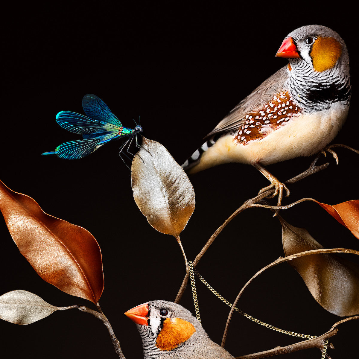 Blue Sapphire Eucalyptus | White Frame 33 x 33 cm