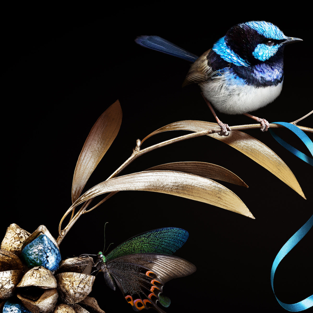 Blue Fairy-Wrens on Hakea Square