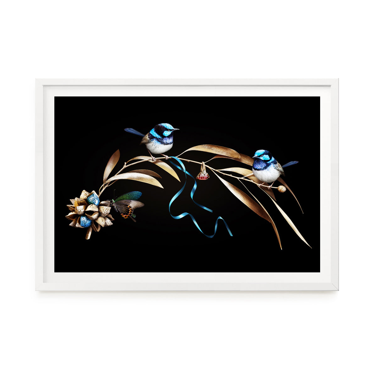 Blue Fairy-Wrens on Hakea