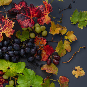 Grapevine Mix on Dark | Panorama