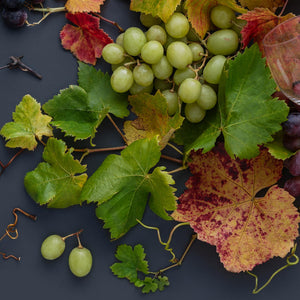 Grapevine Mix on Dark | Panorama