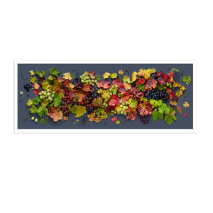 Grapevine Mix on Dark | Panorama
