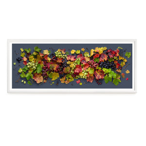 Grapevine Mix on Dark | Panorama