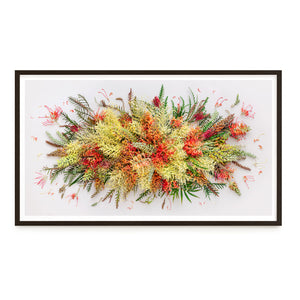 Grevilleas On White