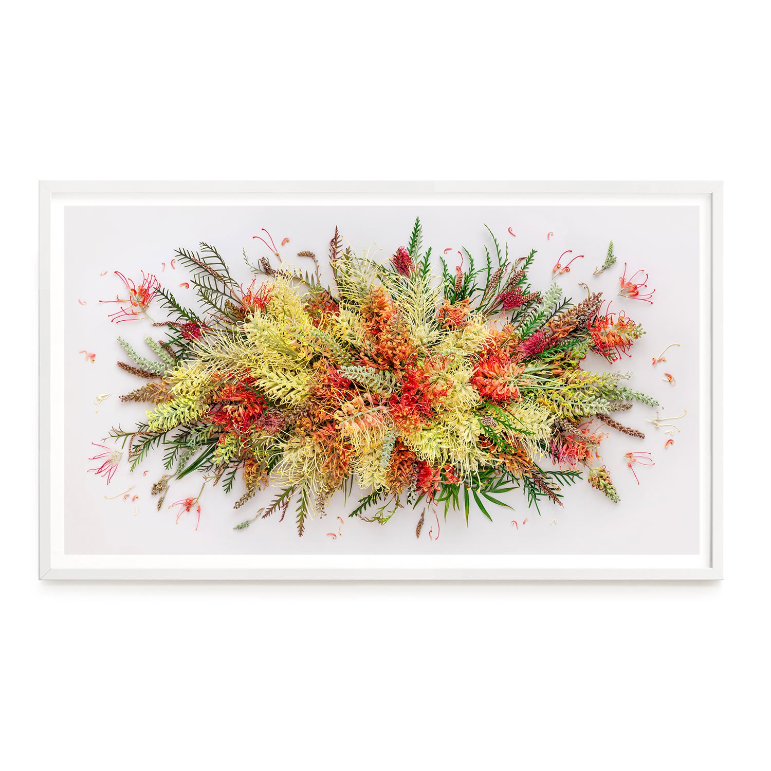 Grevilleas On White