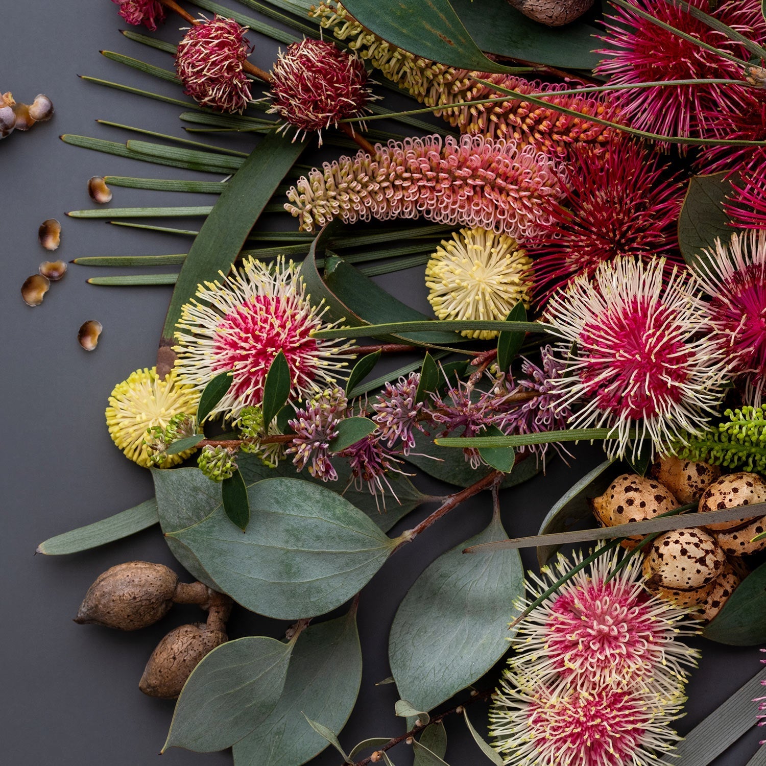 Hakeas On Dark | Pano on Canvas #1 of 50