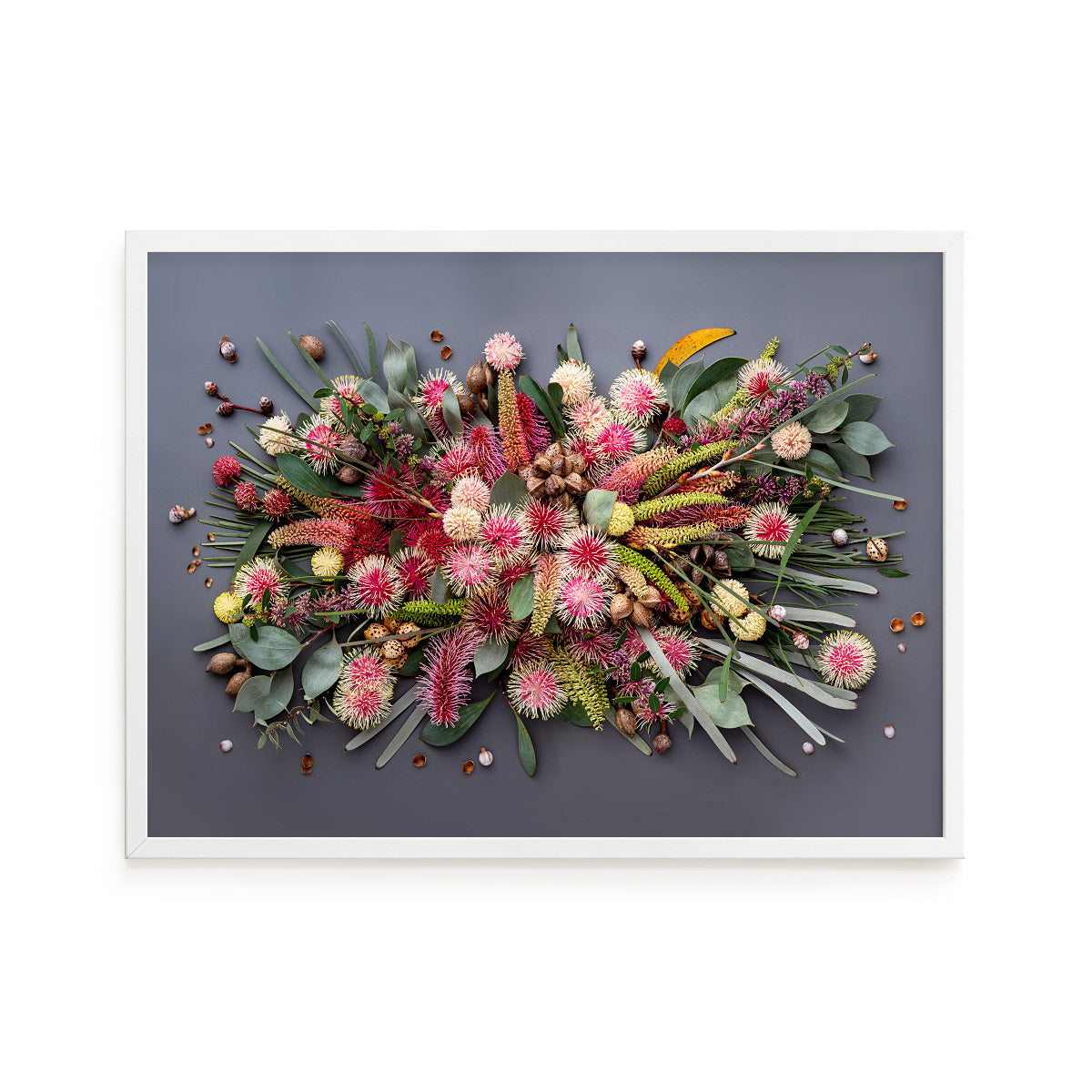 Hakeas On Dark  | A2 White Frame