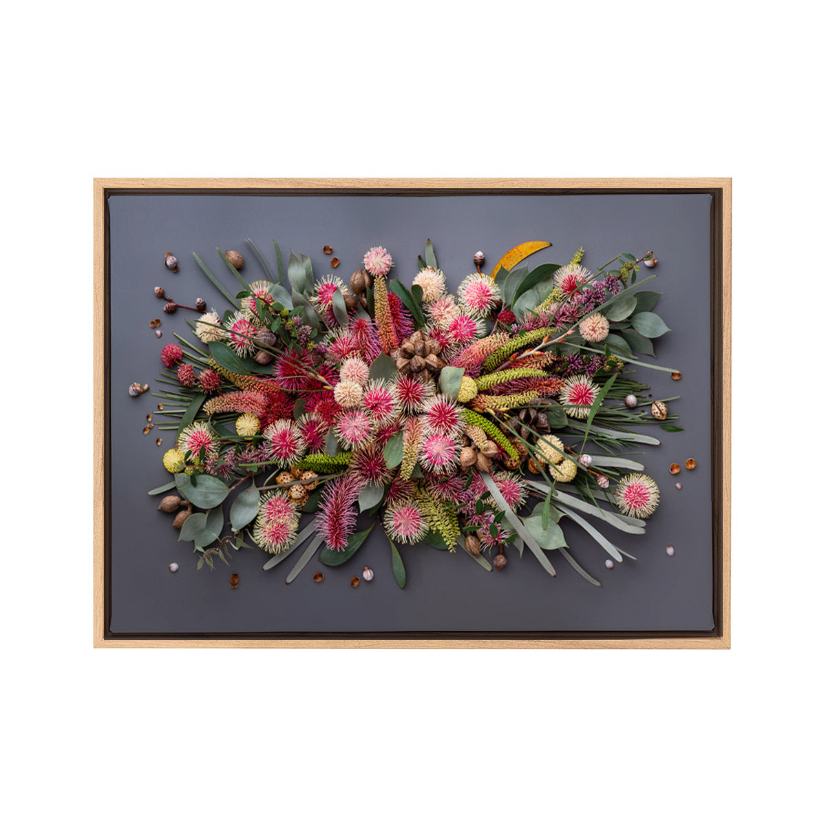 Hakeas On Dark on Canvas #03 of 25 |  134 x 93 cm