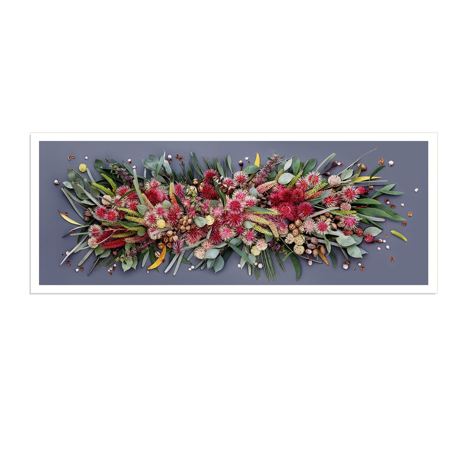 Hakeas On Dark Pano #18 of 25 Unframed