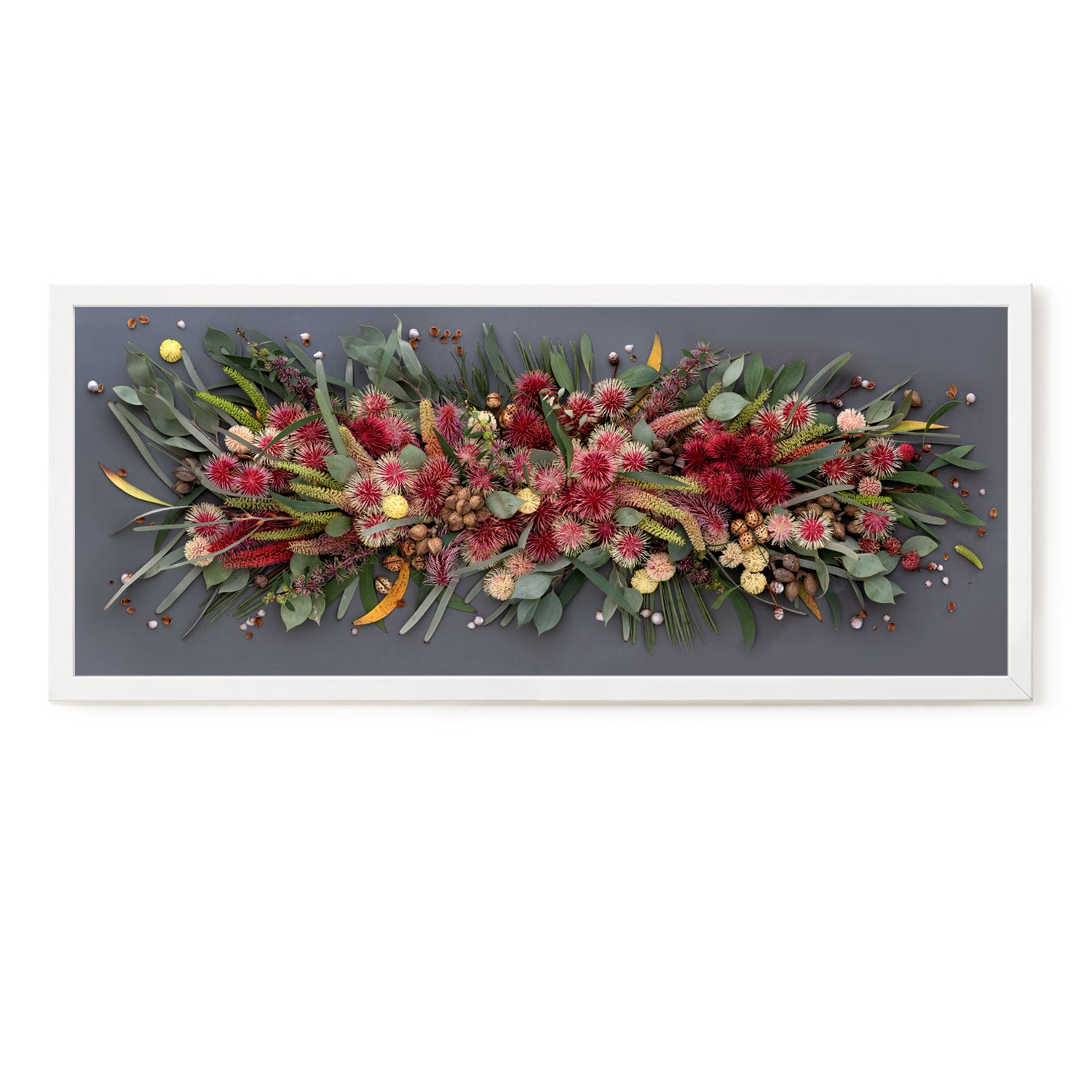 Hakeas On Dark | Pano on Canvas #1 of 50