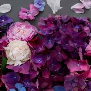 Hydrangea On Dark | Pano