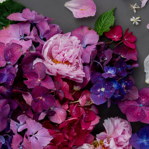 Hydrangea On Dark | Pano