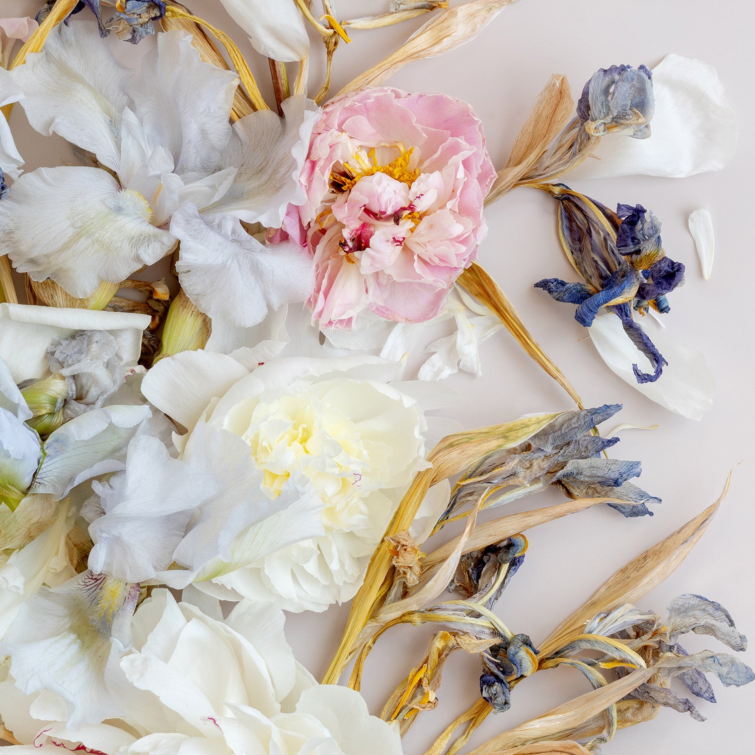 Irises On Beige #18 of 25 | 106 x 81 cm Unframed