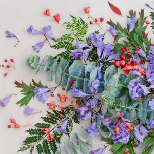 Jacaranda on Light | Panorama